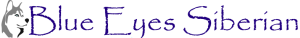 blue eyes siberian logo